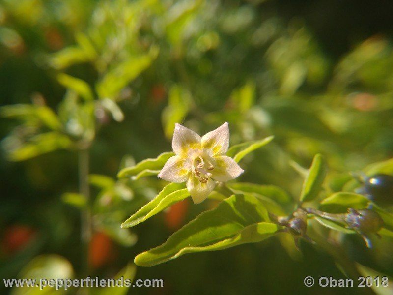 eximium_white_flower_002_fiore_32.jpg