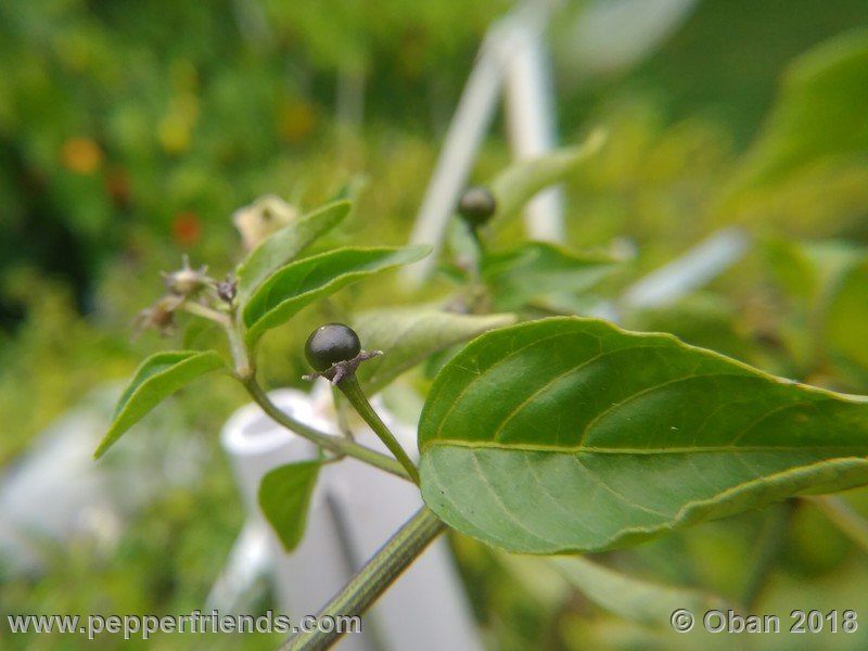 eximium_white_flower_002_frutto_09.jpg