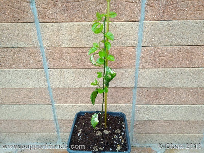 eximium_white_flower_002_pianta_04.jpg