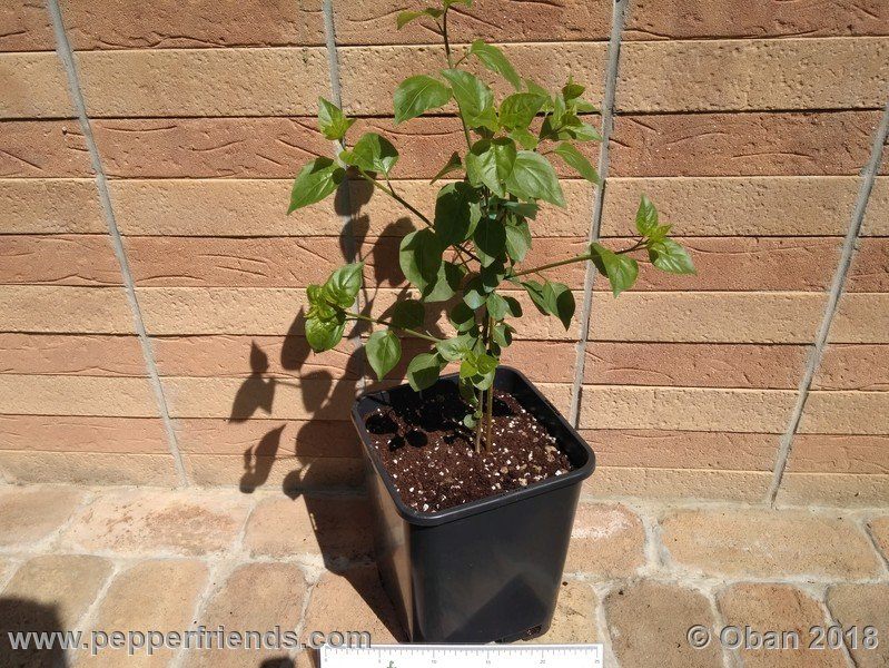 eximium_white_flower_002_pianta_05.jpg