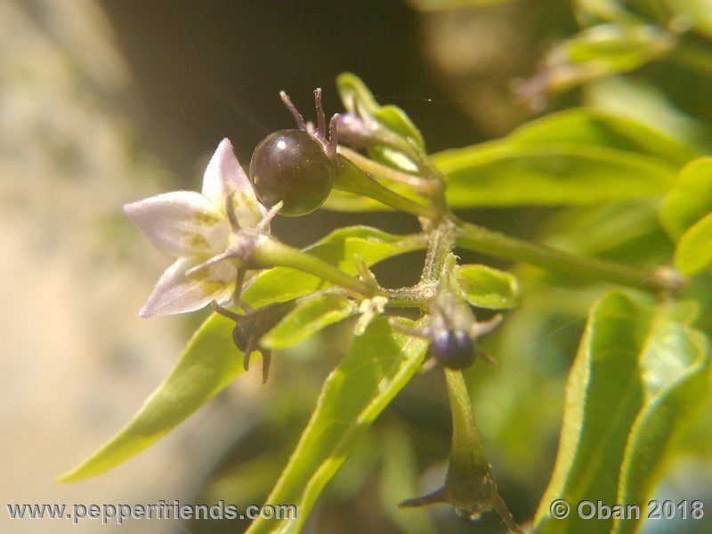 eximium_white_flower_002_pianta_07.jpg
