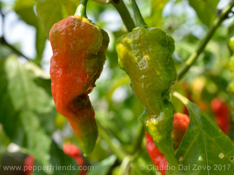 fatalii-gourmet_001_frutto_08.jpg