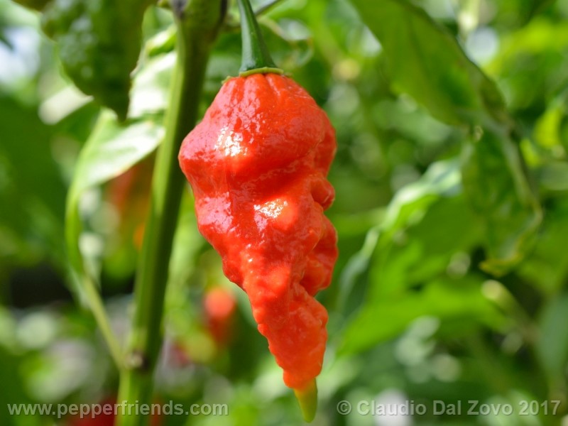 https://www.pepperfriends.org/uploads/fatalii-gourmet/001/fatalii-gourmet_001_frutto_09.jpg