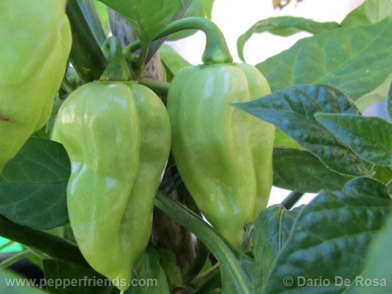 fatalii-white_001_frutto_01.jpg