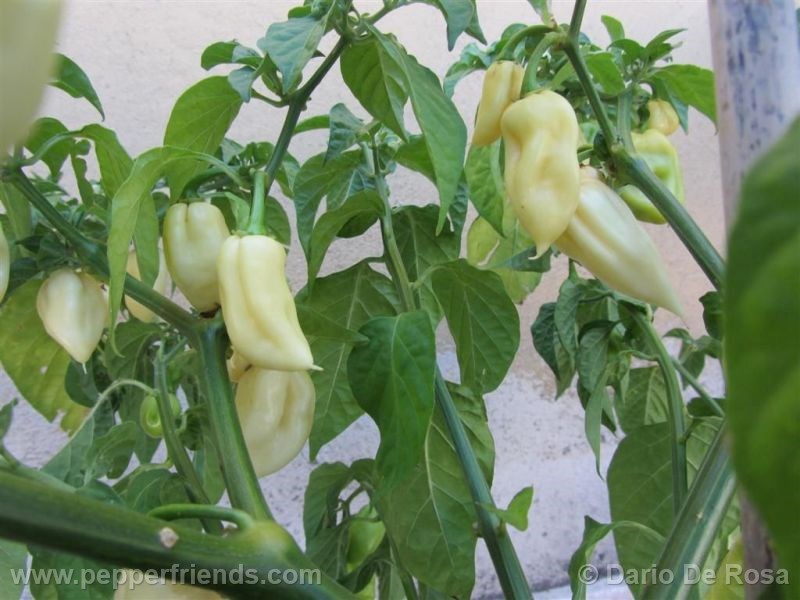 fatalii-white_001_frutto_03.jpg