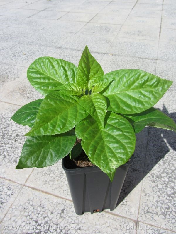 fatalii-white_001_pianta_03.jpg