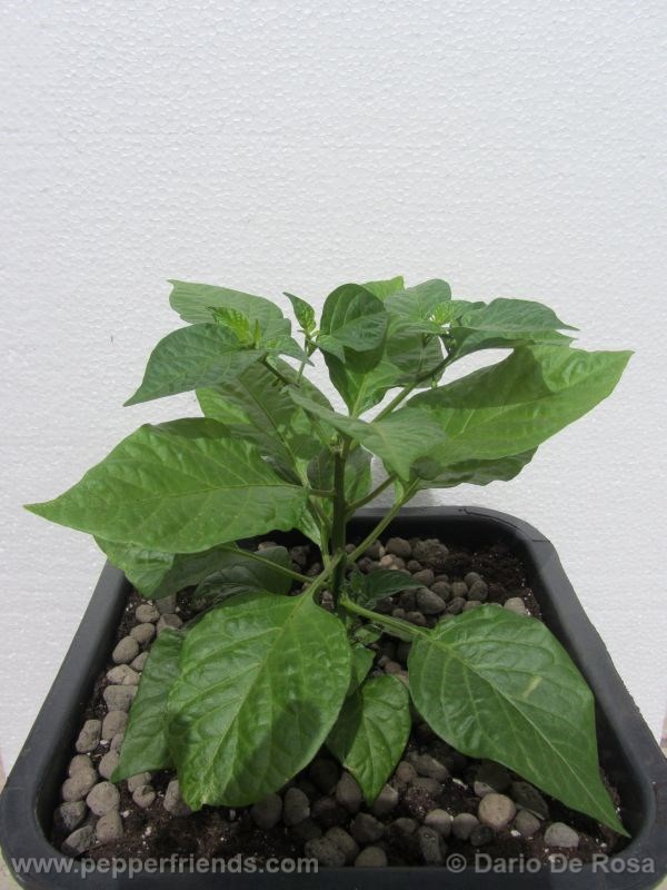 fatalii-white_001_pianta_04.jpg