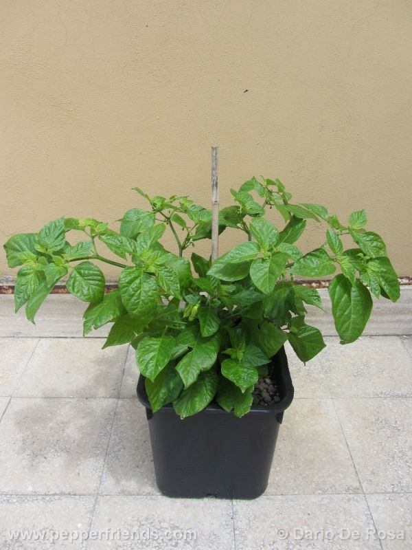 fatalii-white_001_pianta_05.jpg