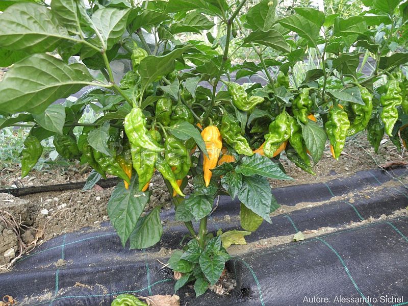 fatalii_001_pianta_01.jpg