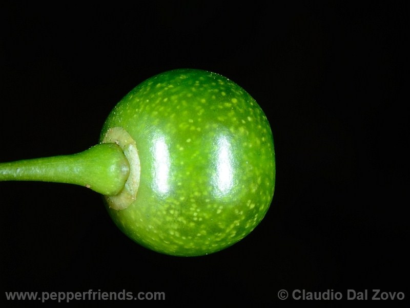 flexuosumml_001_frutto_07.jpg