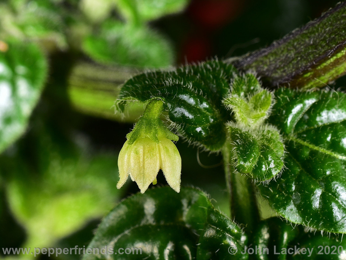 fragilis_001_11_DSC_3291.JPG.2c64785a4a16838c8f976ffe5b1b55a7.JPG
