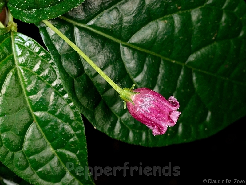 friburgense_001_fiore_02.jpg