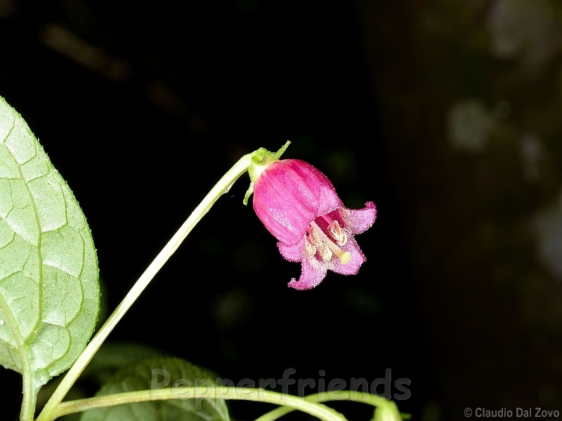 friburgense_001_fiore_03.jpg