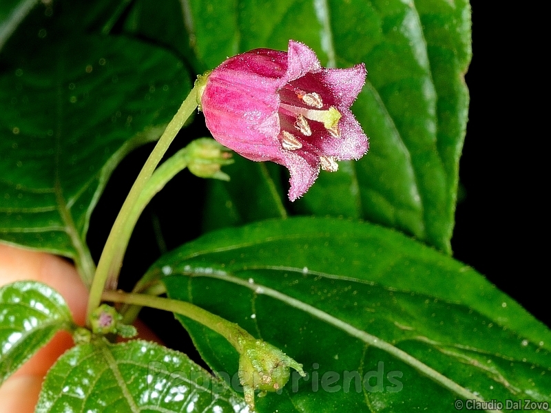 friburgense_001_fiore_05.jpg