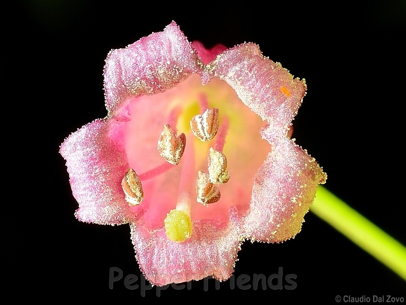 friburgense_001_fiore_07.jpg