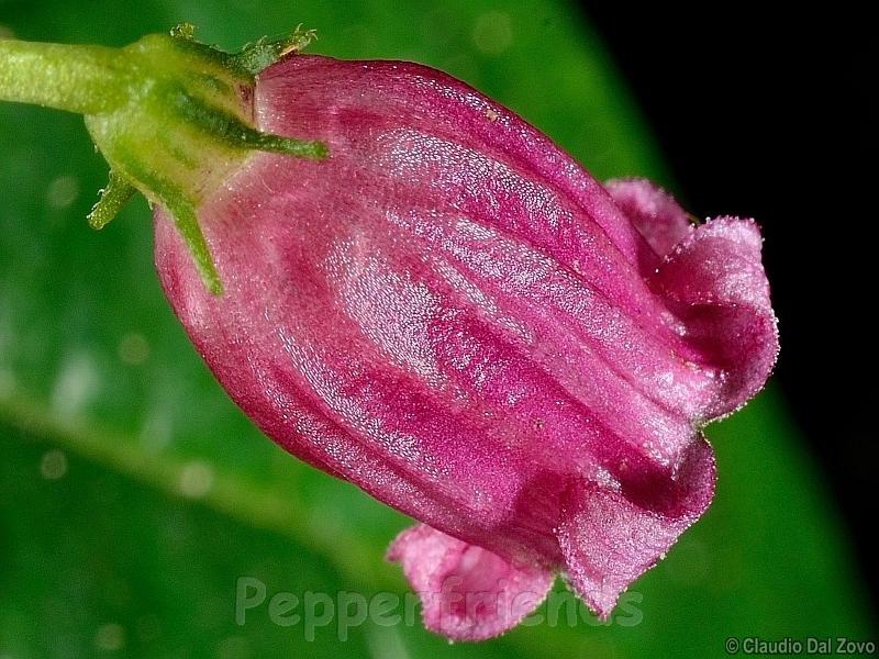 friburgense_001_fiore_08.jpg