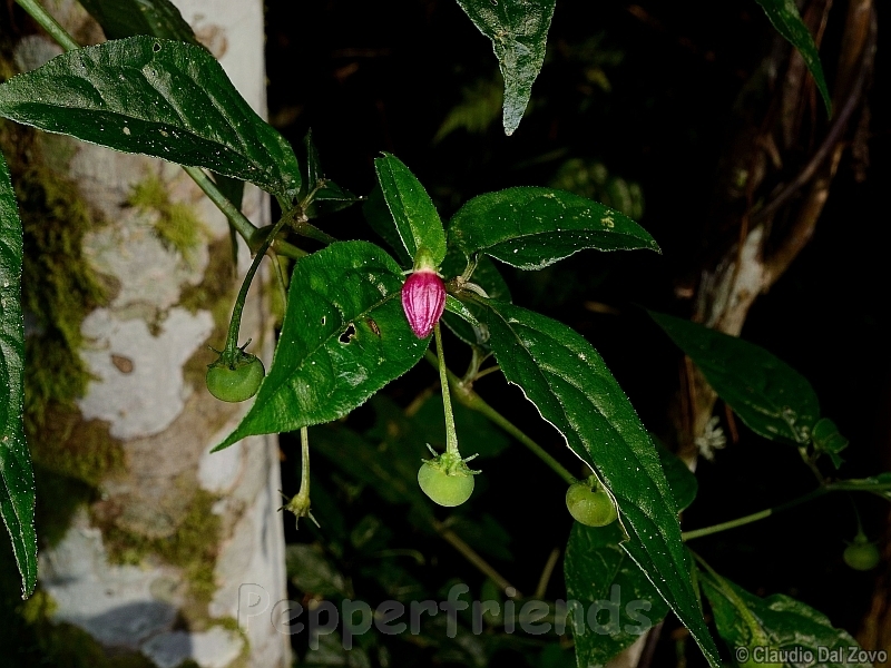 friburgense_001_frutto_01.jpg