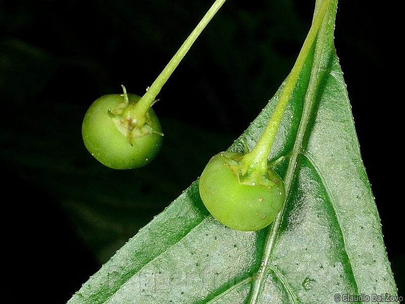 friburgense_001_frutto_02.jpg