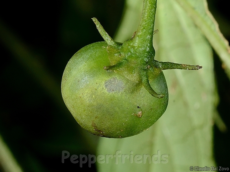 friburgense_001_frutto_04.jpg