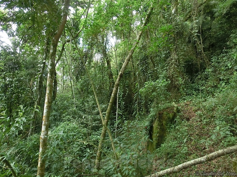 friburgense_001_habitat_01.jpg
