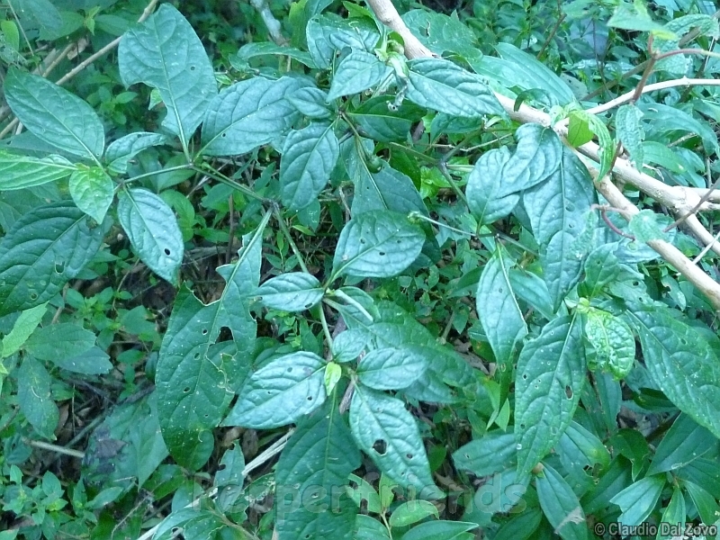 friburgense_001_pianta_01.jpg