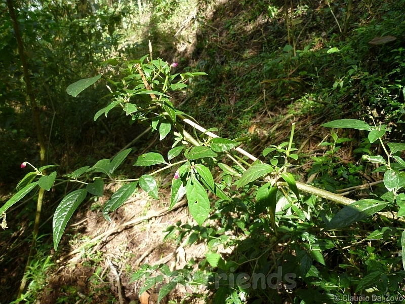 friburgense_001_pianta_02.jpg