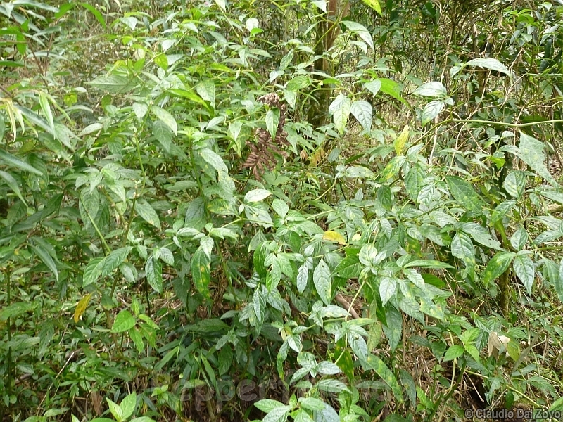 friburgense_001_pianta_04.jpg