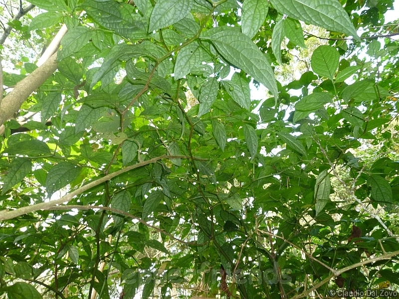 friburgense_001_pianta_06.jpg