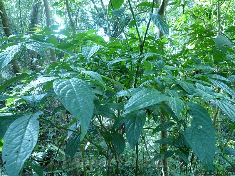 friburgense_001_pianta_07.jpg
