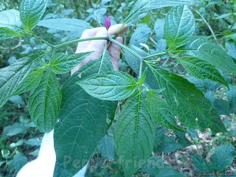 friburgense_001_pianta_08.jpg