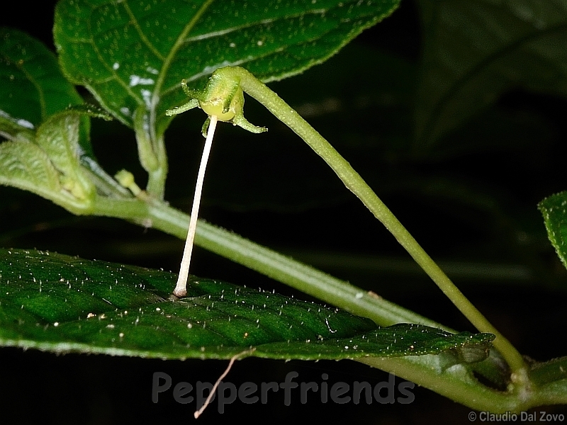 friburgense_001_pistillo_01.jpg
