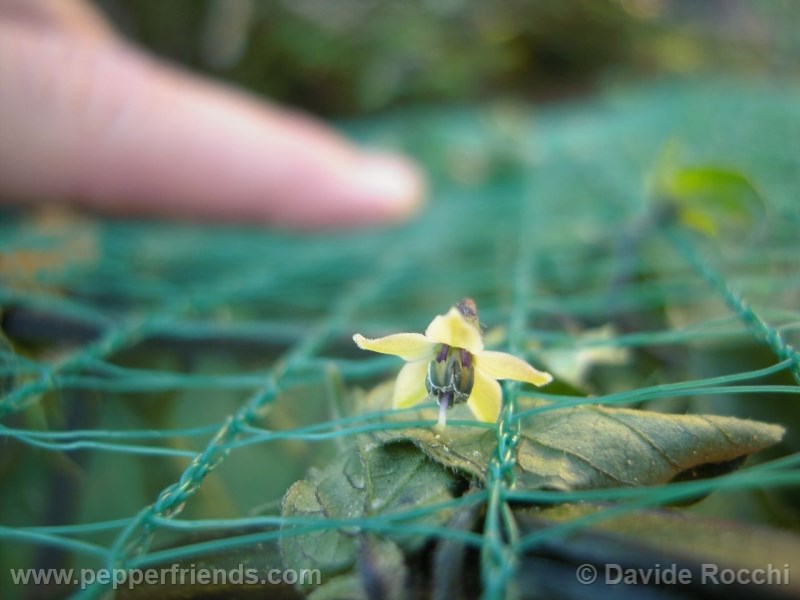 frutescens-ecuador_001_fiore_03.jpg