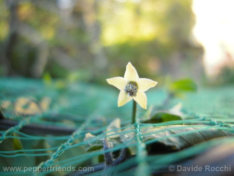 frutescens-ecuador_001_fiore_04.jpg