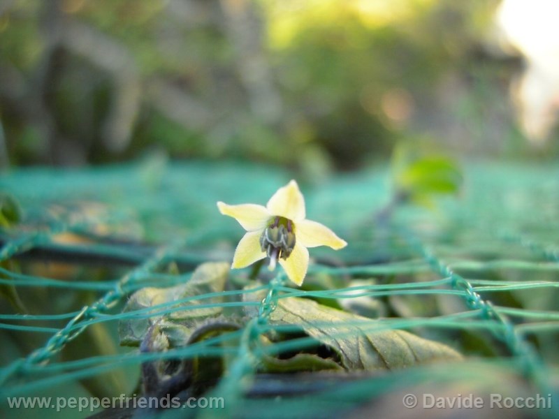 frutescens-ecuador_001_fiore_05.jpg