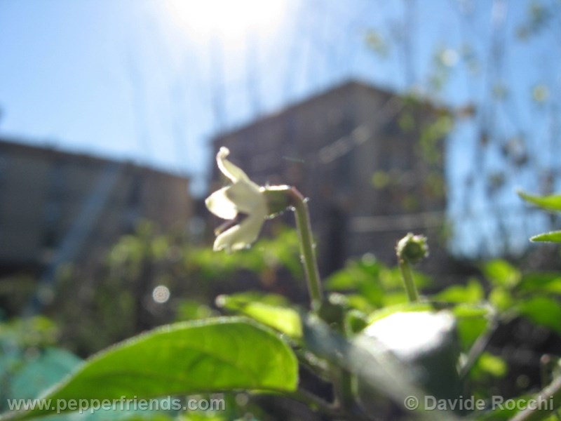 frutescens-ecuador_001_fiore_07.jpg