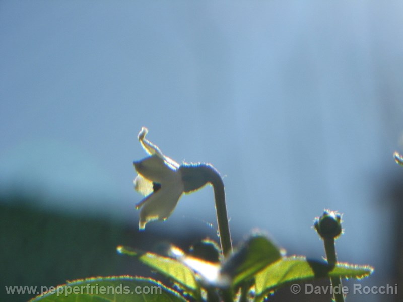 frutescens-ecuador_001_fiore_08.jpg