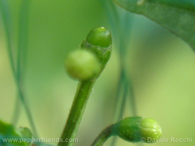 frutescens-ecuador_001_frutto_02.jpg