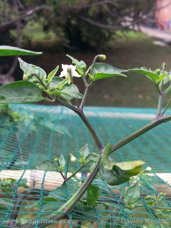 frutescens-ecuador_001_pianta_03.jpg