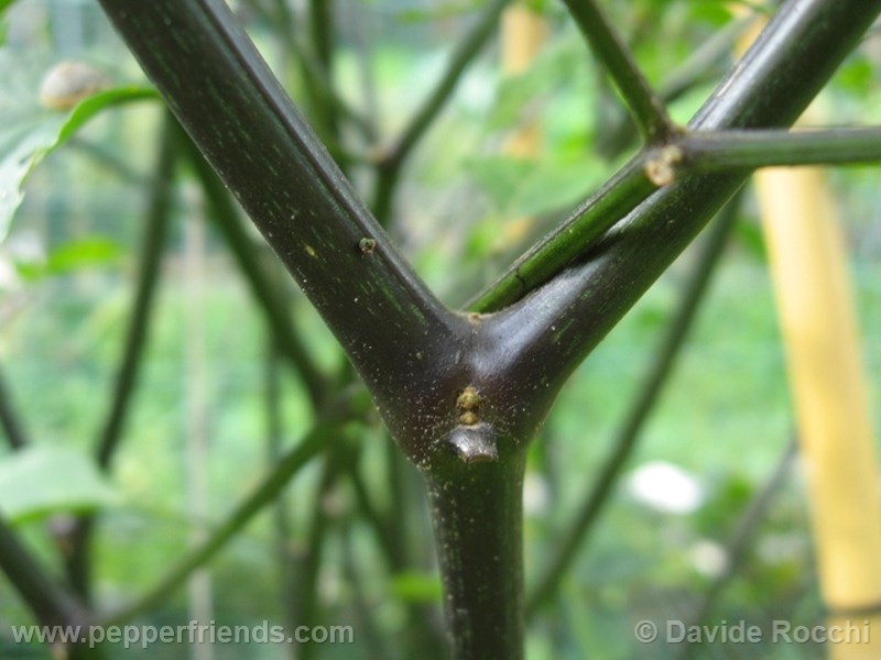 frutescens-ecuador_001_pianta_09.jpg