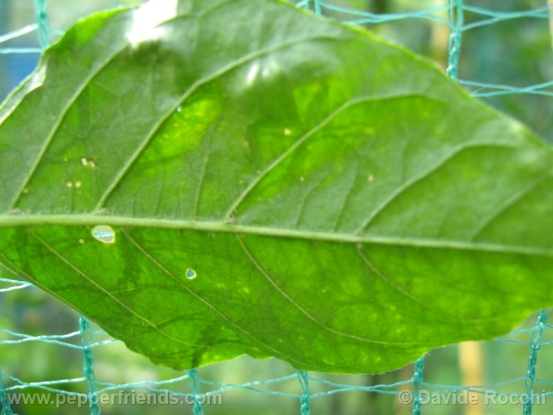 frutescens-ecuador_001_pianta_10.jpg