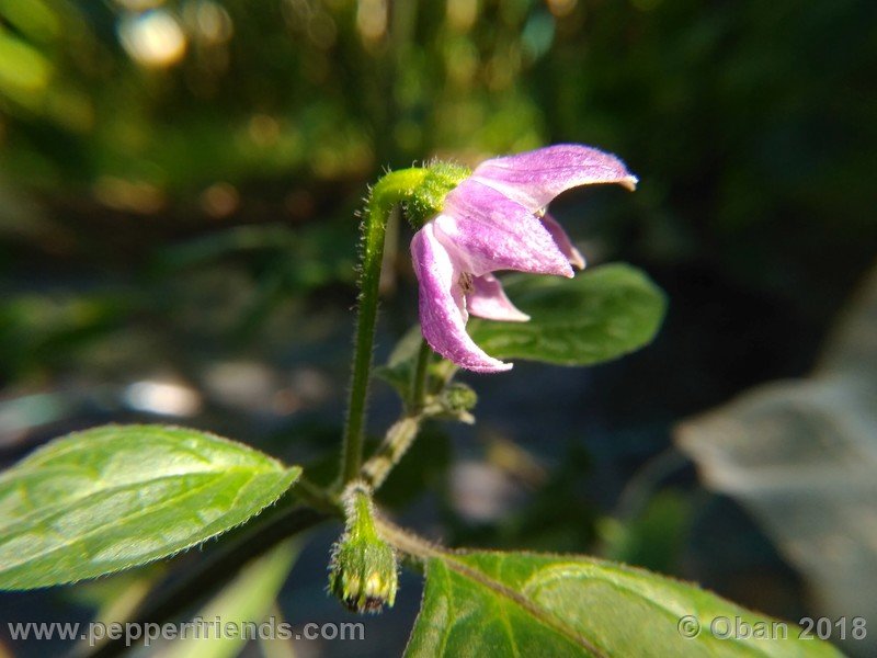 rocoto-gelbe-riesen_001_fiore_01.jpg