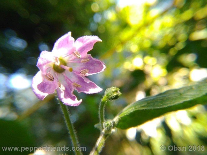 rocoto-gelbe-riesen_001_fiore_02.jpg