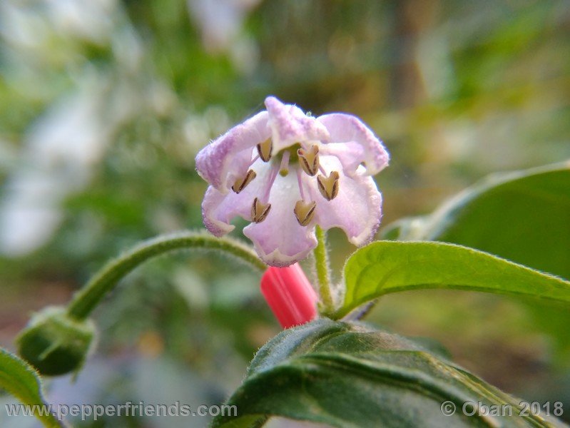 rocoto-gelbe-riesen_001_fiore_03.jpg