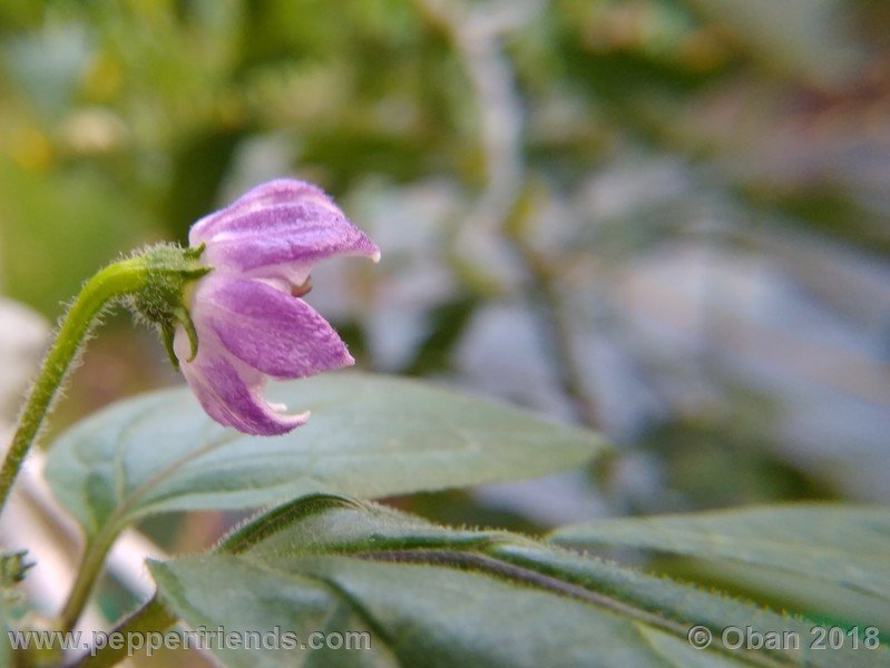 rocoto-gelbe-riesen_001_fiore_04.jpg