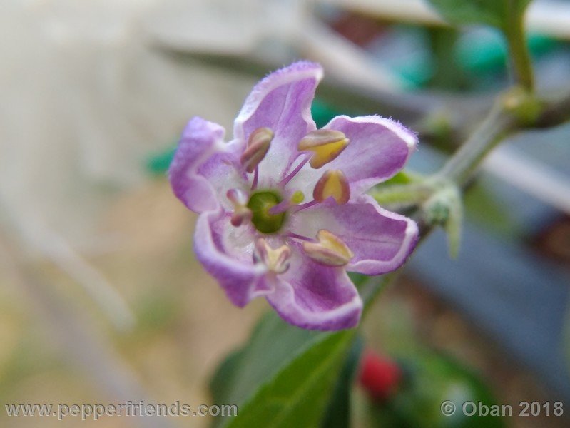 rocoto-gelbe-riesen_001_fiore_05.jpg