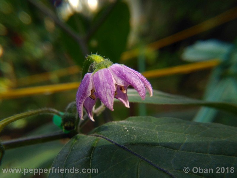 rocoto-gelbe-riesen_001_fiore_08.jpg