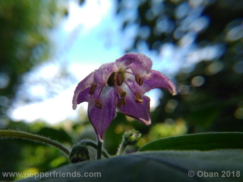 rocoto-gelbe-riesen_001_fiore_09.jpg