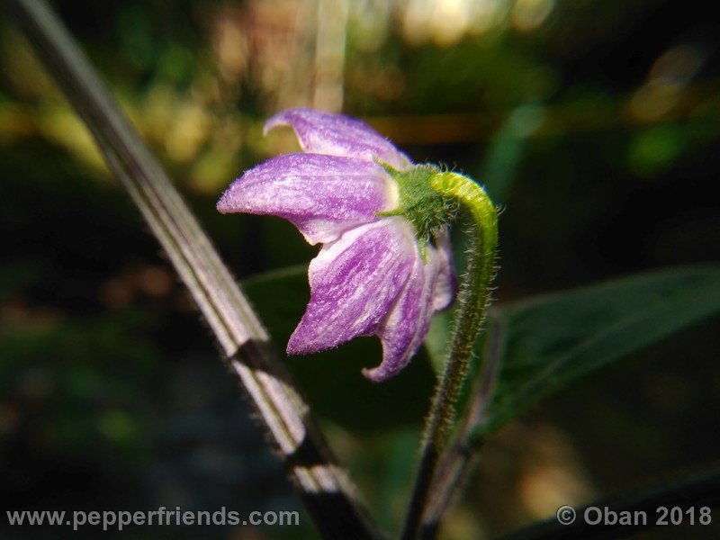 rocoto-gelbe-riesen_001_fiore_11.jpg