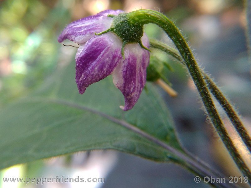 rocoto-gelbe-riesen_001_fiore_13.jpg