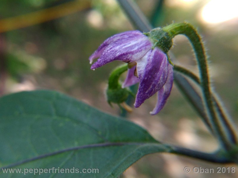 rocoto-gelbe-riesen_001_fiore_14.jpg